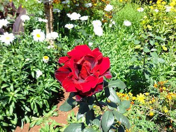 Quinta Splendida Wellness & Botanical Garden