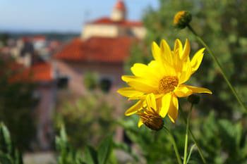 Alegre - Bussaco Boutique Hotel