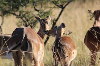 Premier Resort Mpongo Private Game Reserve