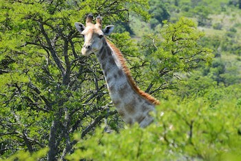 Premier Resort Mpongo Private Game Reserve