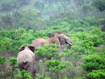 Premier Resort Mpongo Private Game Reserve