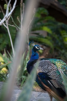 Premier Resort Mpongo Private Game Reserve