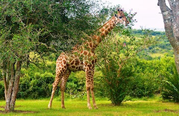 Premier Resort Mpongo Private Game Reserve