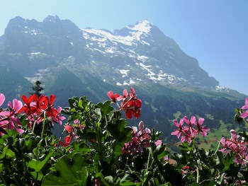 Hotel Alpenhof