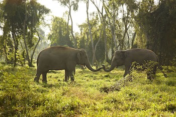 Anantara Golden Triangle Elephant Camp & Resort