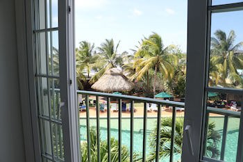 Coco Palm