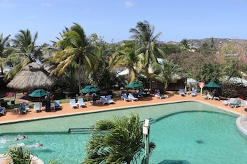 Coco Palm