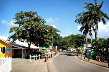 Coco Palm