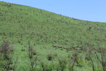 Tshukudu Bush Lodge