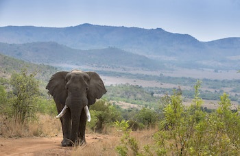 Tshukudu Bush Lodge