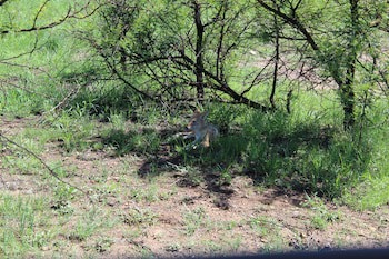 Tshukudu Bush Lodge