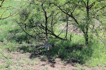 Tshukudu Bush Lodge