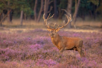 Veluwe Hotel De Beyaerd