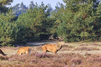 Veluwe Hotel De Beyaerd