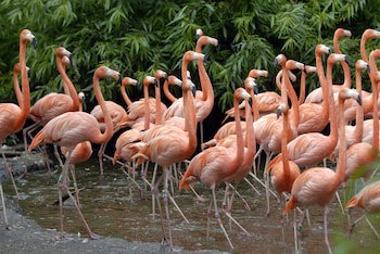 Van Der Valk Avifauna