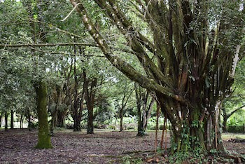 Arenal Country Inn