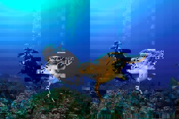 Columbia Beach Resort