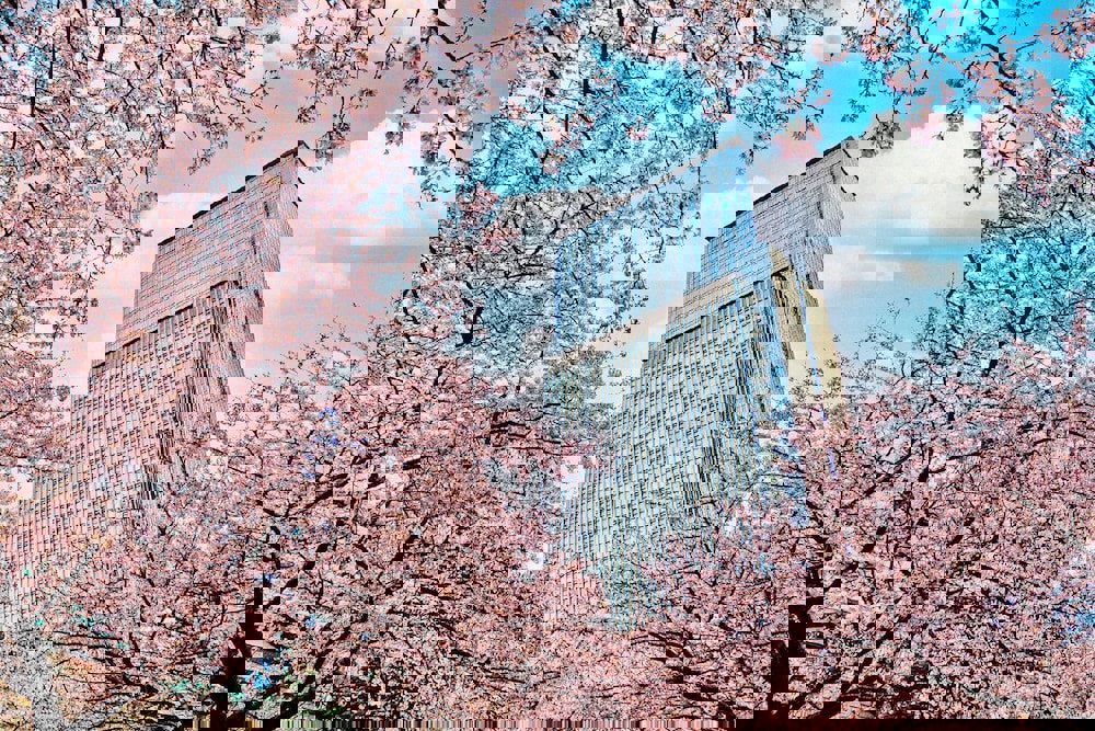 Mandarin Oriental, Tokyo