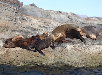 Loreto Bay Golf Resort & Spa At Baja