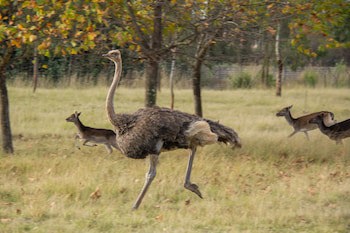 Airport Bird & Game Lodge