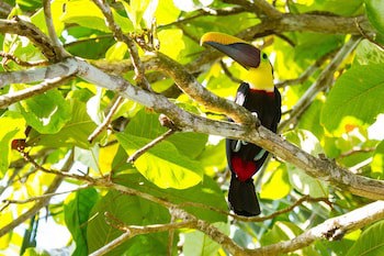 Lapa Rios Lodge