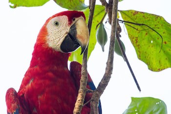 Lapa Rios Lodge