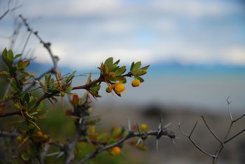 Alto Calafate Hotel Patagonico