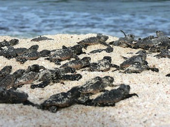 Las Villas Akumal
