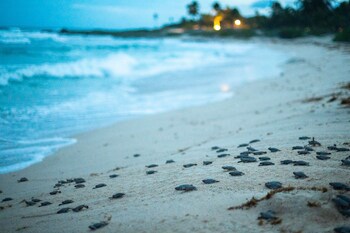 Grand Sirenis Riviera Maya Resort & Spa - All Inclusive