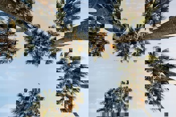 Acanthus Cennet Barut Collection - Ultra All Inclusive