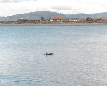 Trinity Wharf Tauranga