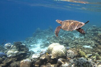 Coco Bodu Hithi
