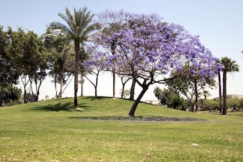 Swiss Inn Pyramids Golf Resort fotoğrafı