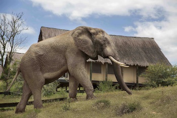 Gorah Elephant Camp