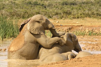 Gorah Elephant Camp