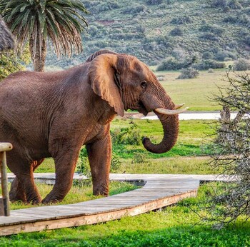 Gorah Elephant Camp