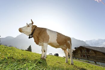 Alpinhotel Bort
