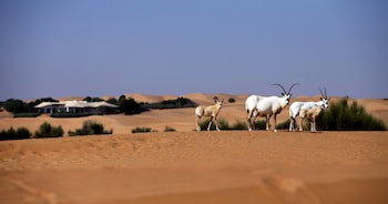 Al Maha, A Luxury Collection Desert Resort & Spa, Dubai