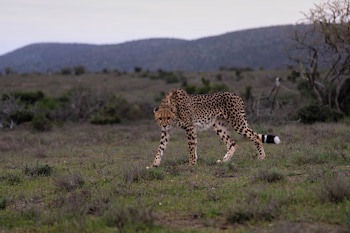 Kuzuko Lodge