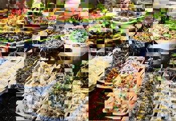 Charisma De Luxe Hotel