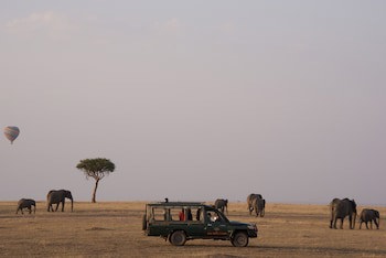 Fig Tree Camp