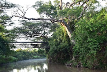 Fig Tree Camp