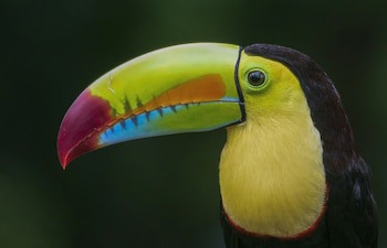 Buena Vista Del Rincon Eco Adventure Park, Hotel & Spa