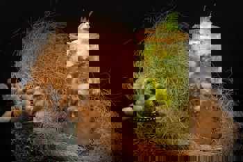 Tuvana Hotel - Special Class