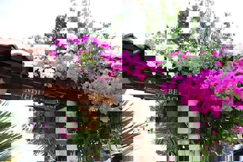 Medusa Hotel( 12 Adult Only)