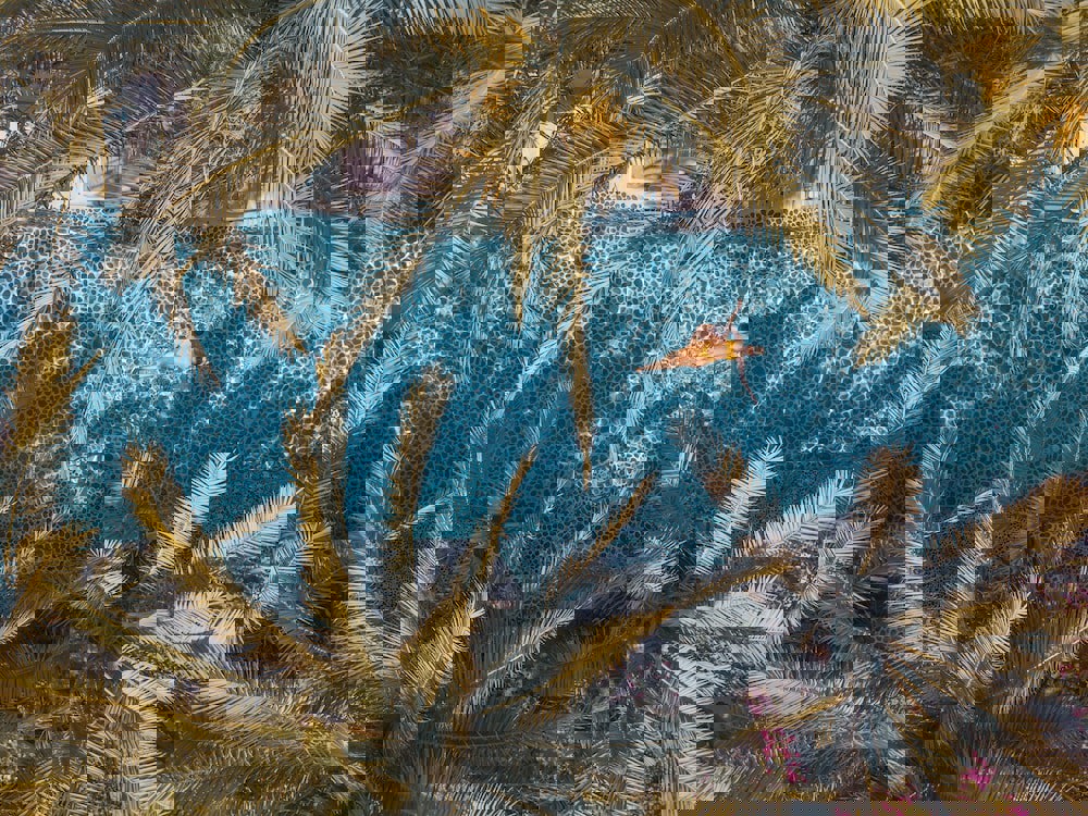 Flamingo Hotel & Spa - Pet Friendly