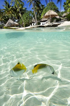 Intercontinental Le Moana Resort Bora Bora, An Ihg Hotel