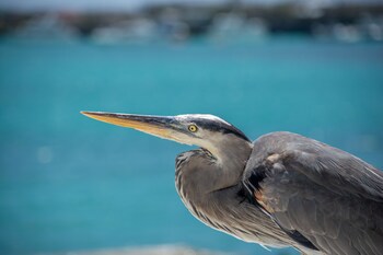 Blu Galapagos Sustainable Waterfront Lodge