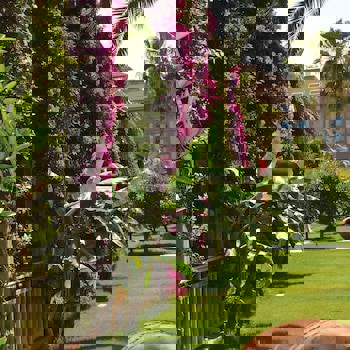 Paloma Oceana - All Inclusive