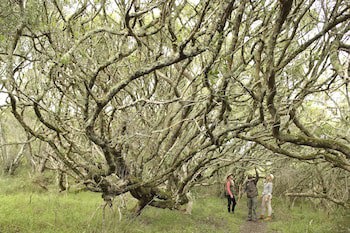 Grootbos Nature Reserve